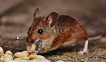 24 Hour & Emergency Exterminators in Sissonville, WV